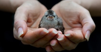 Ein Kleiner Vogel wird sicher in der Hand gehalten. Ein Symbolbild für